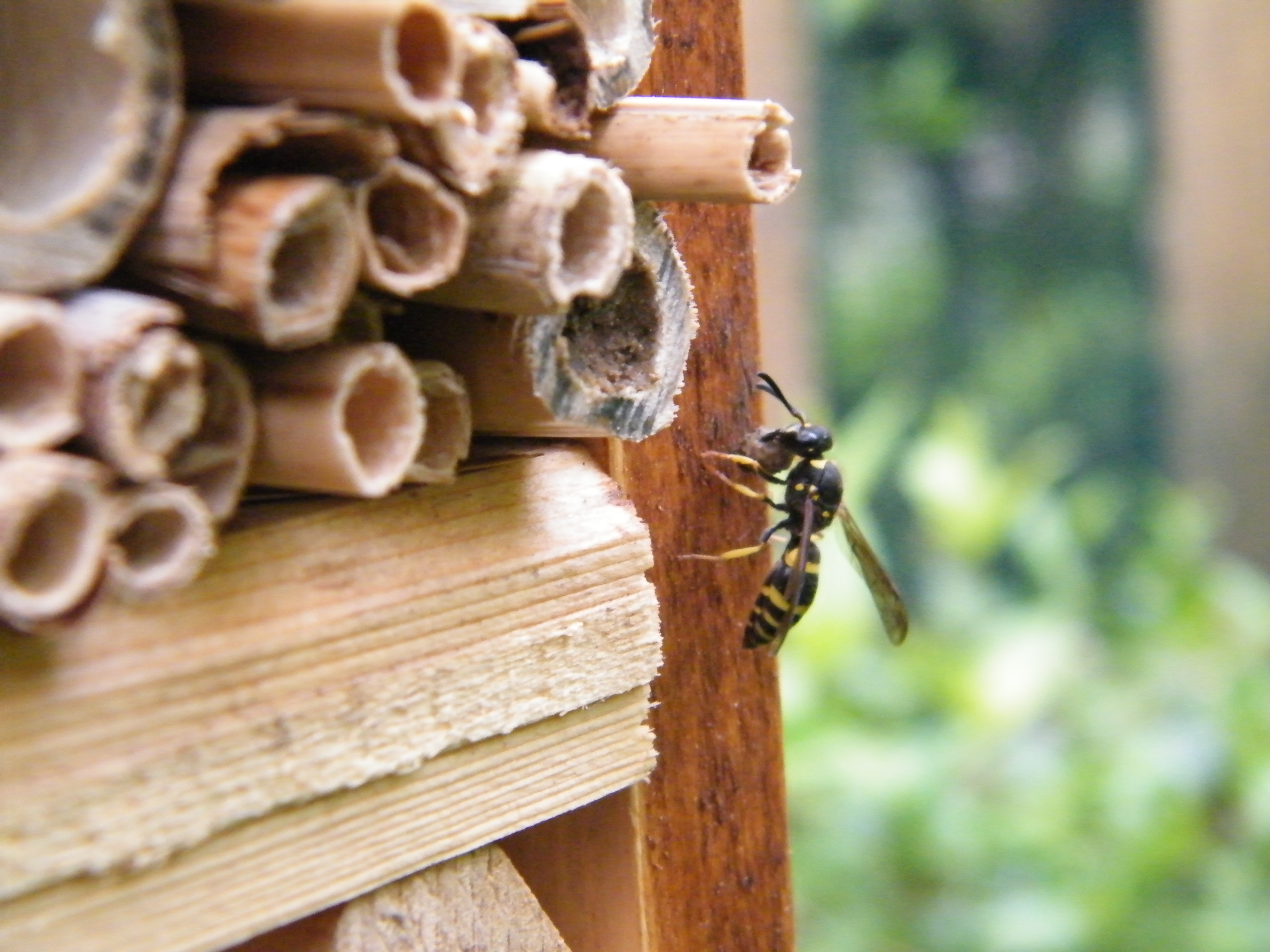 Metselwesp aan het metselen