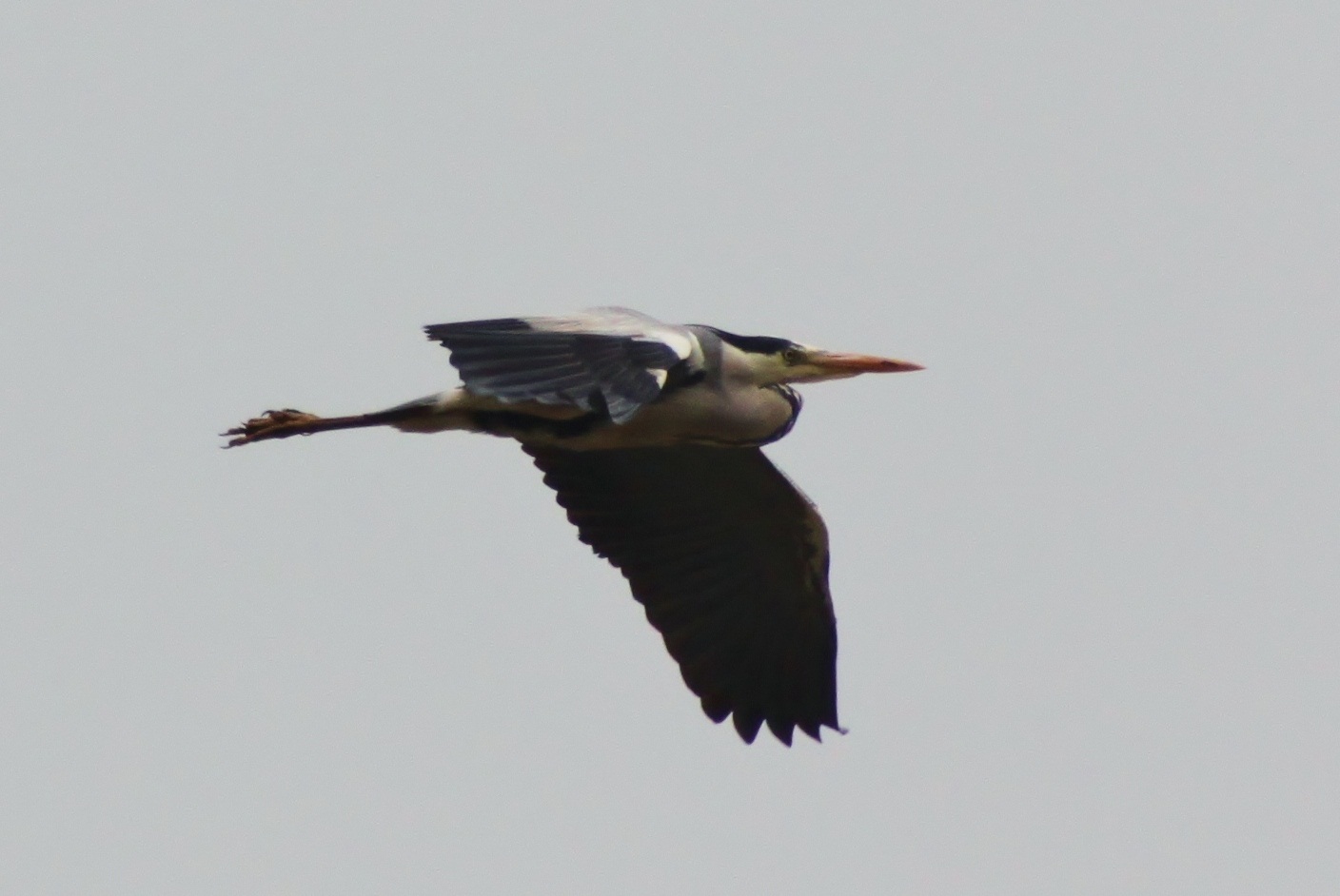Reiger