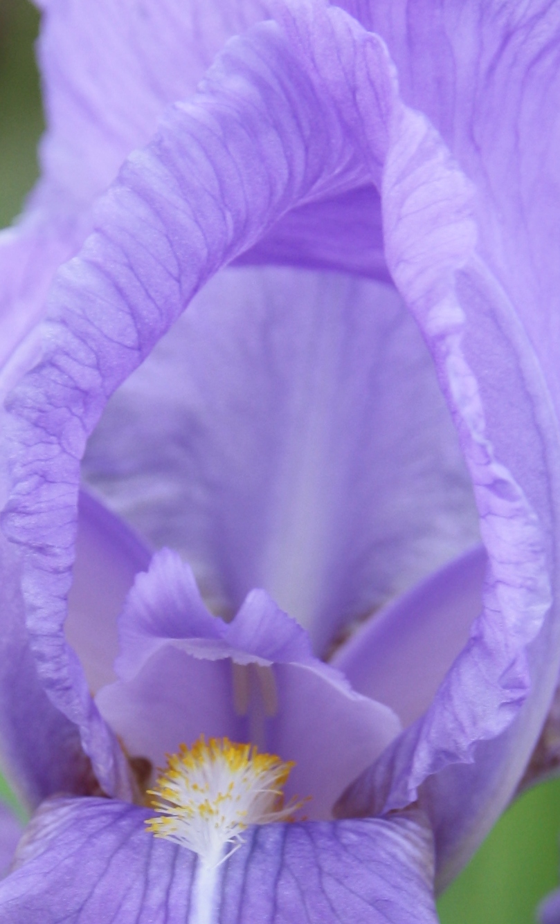 Iris