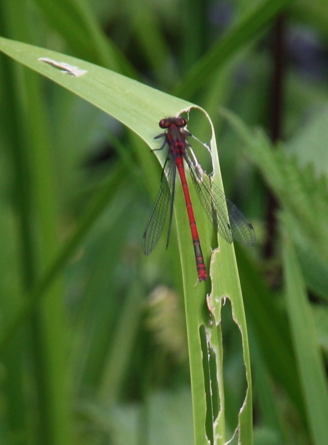 Bloedrode heidelibel