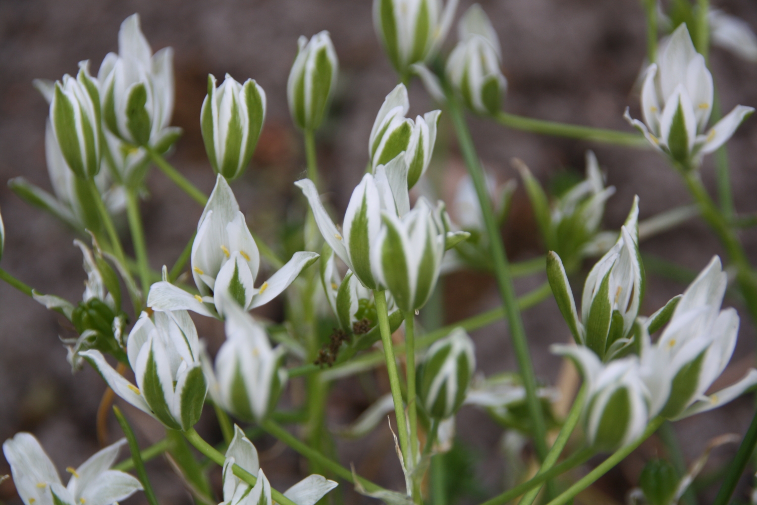 Mooie witte blommen