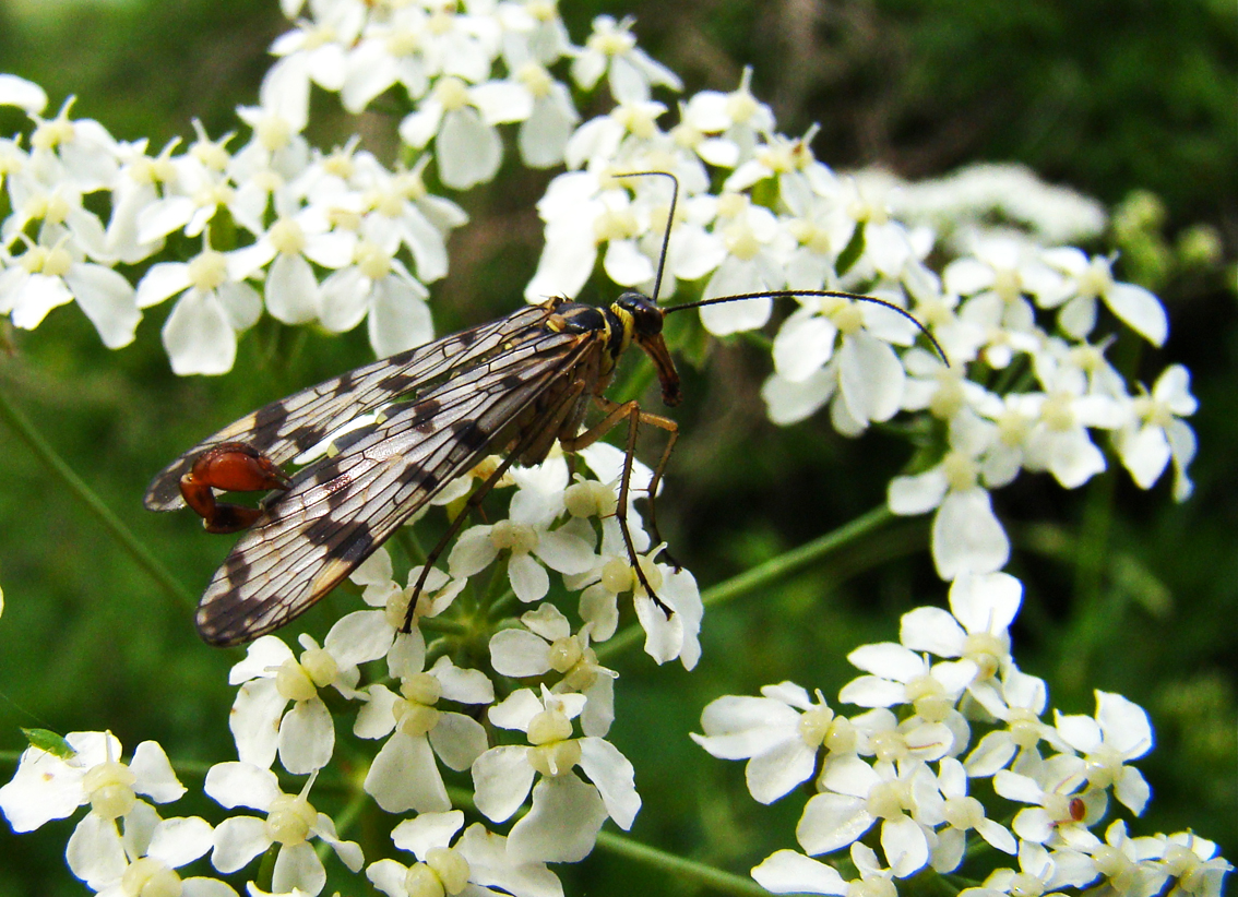 Gewone Schorpioenvlieg