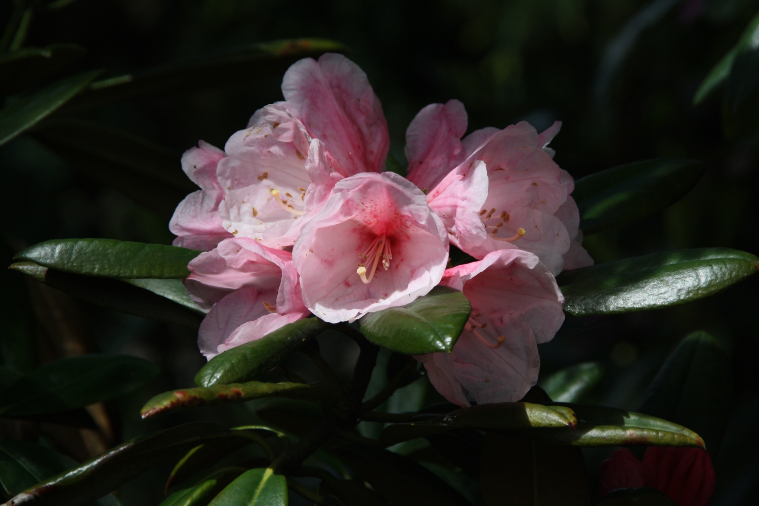 roze Rhodondendron