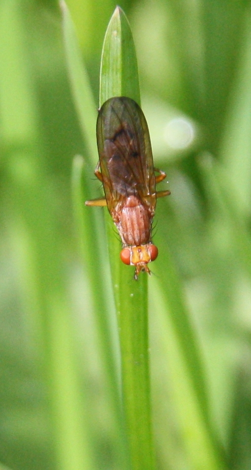 Wat voor vreemdganger is dit?