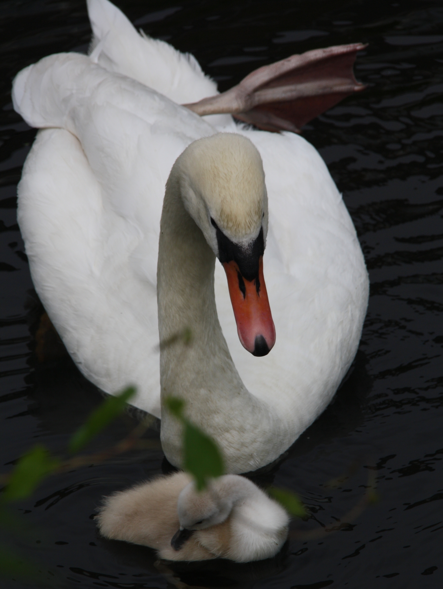 Moeder met kleine zwaan