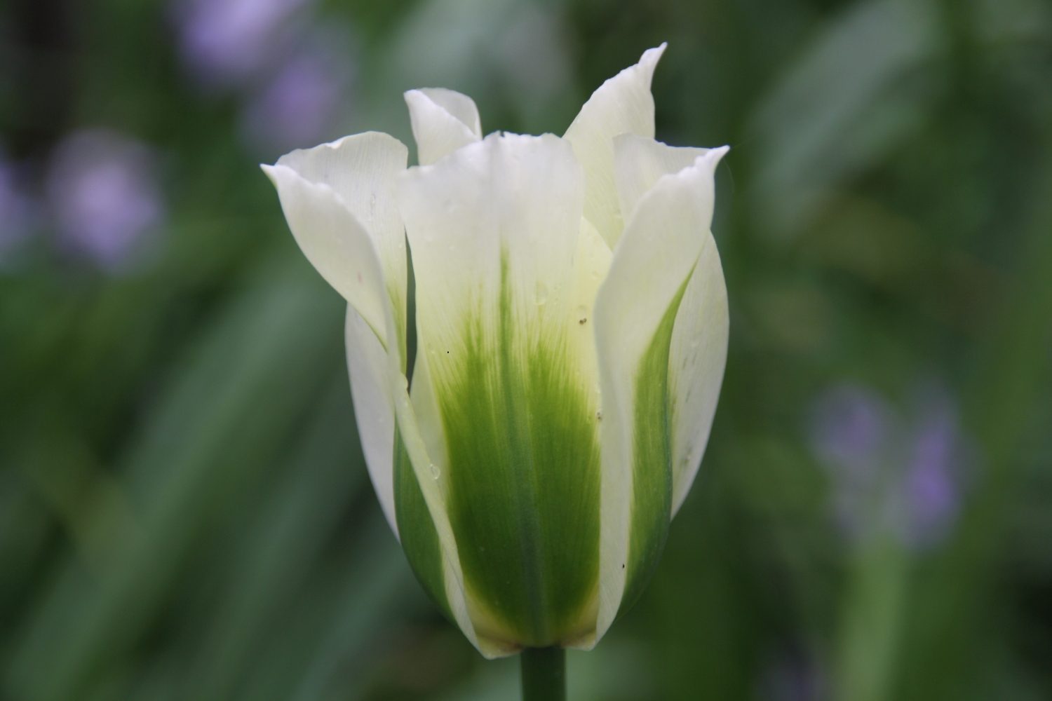 Tulp