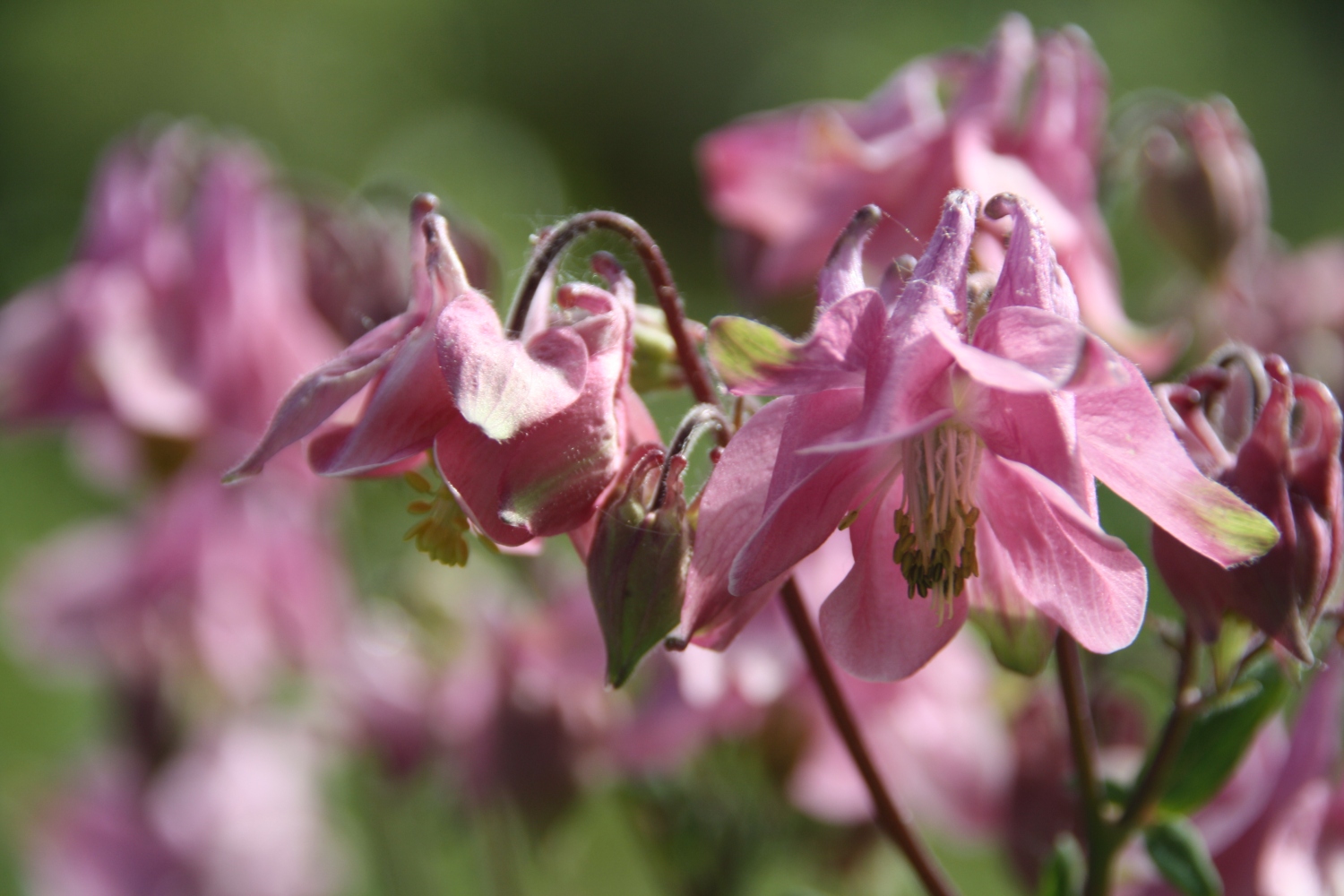Roze Akelei