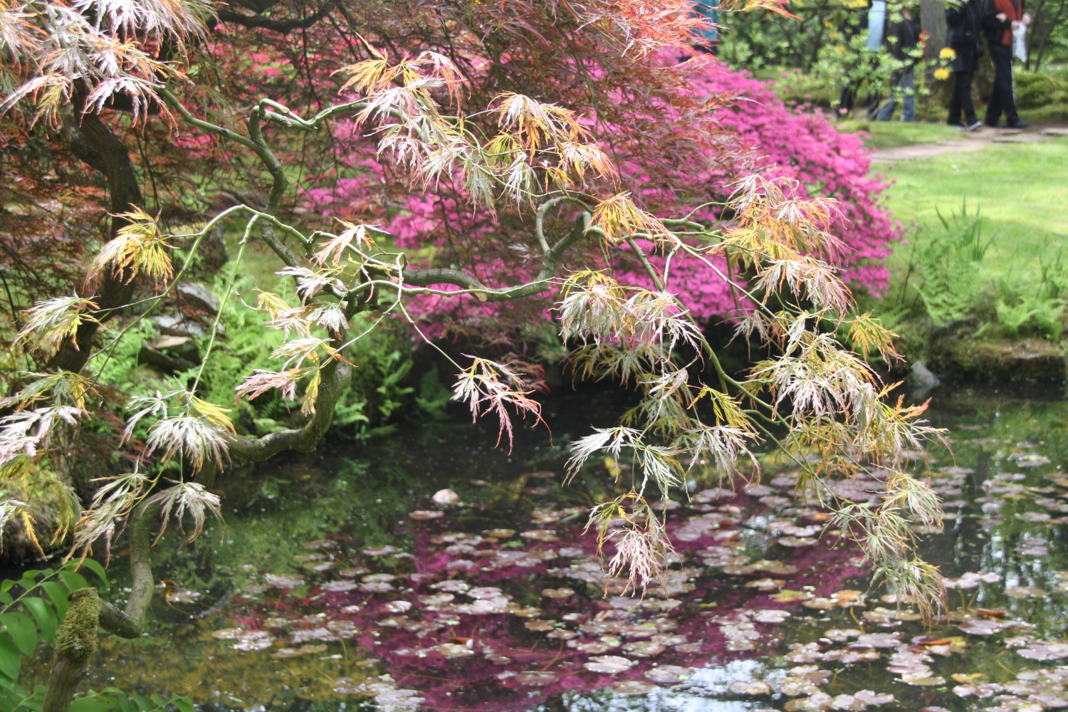 weerspiegeling in Japanse tuin