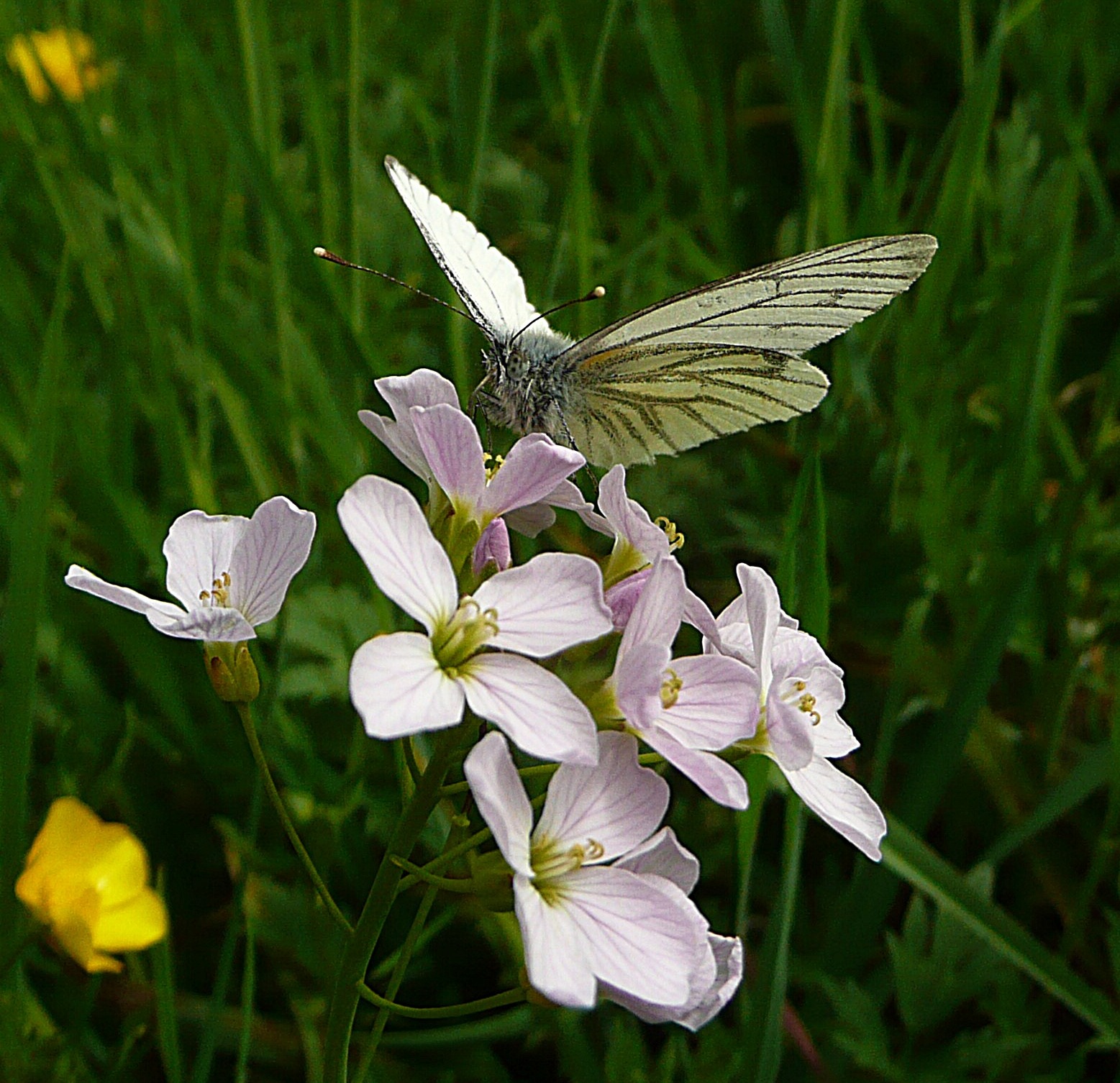 Geaderd witje op pinksterbloem