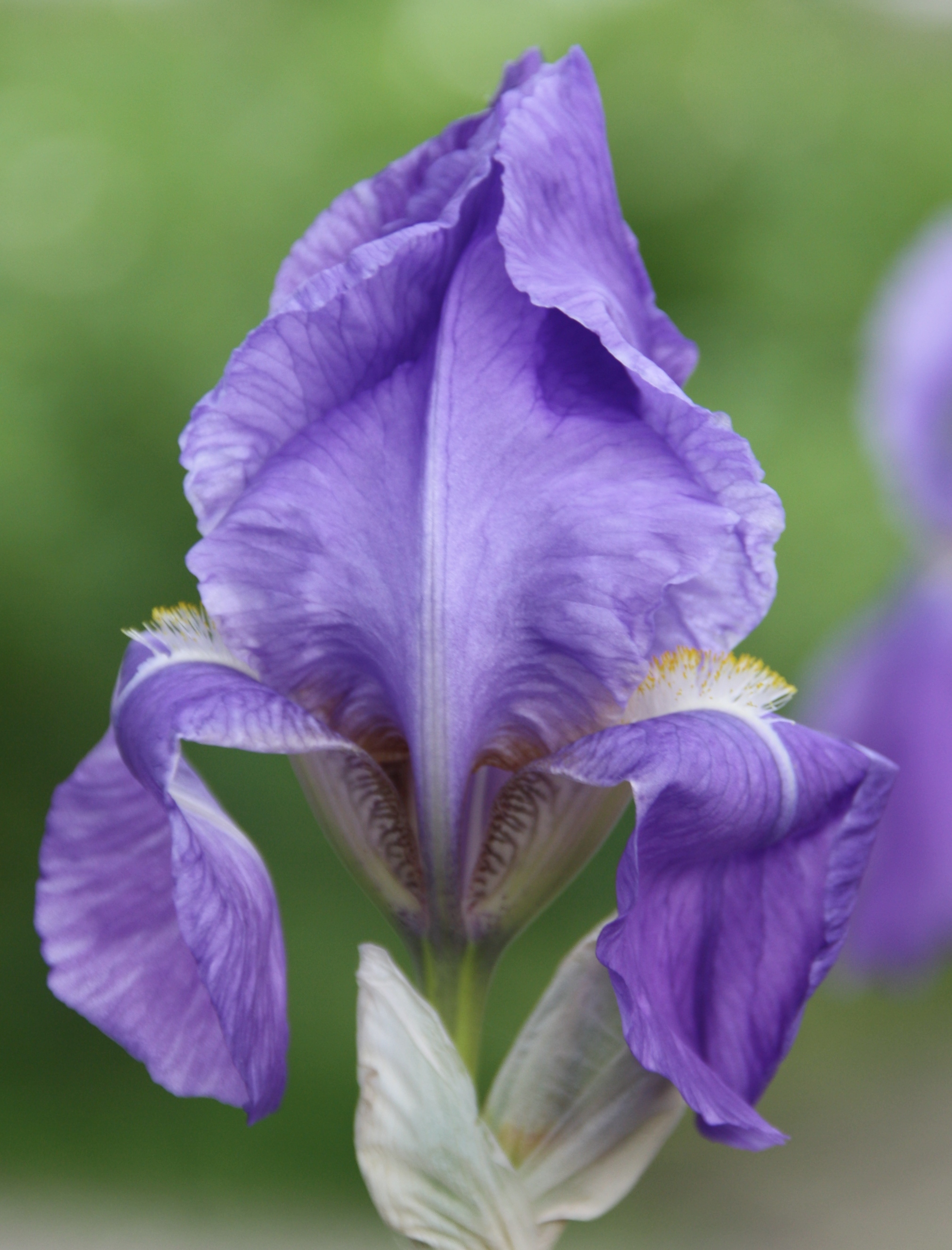 Iris