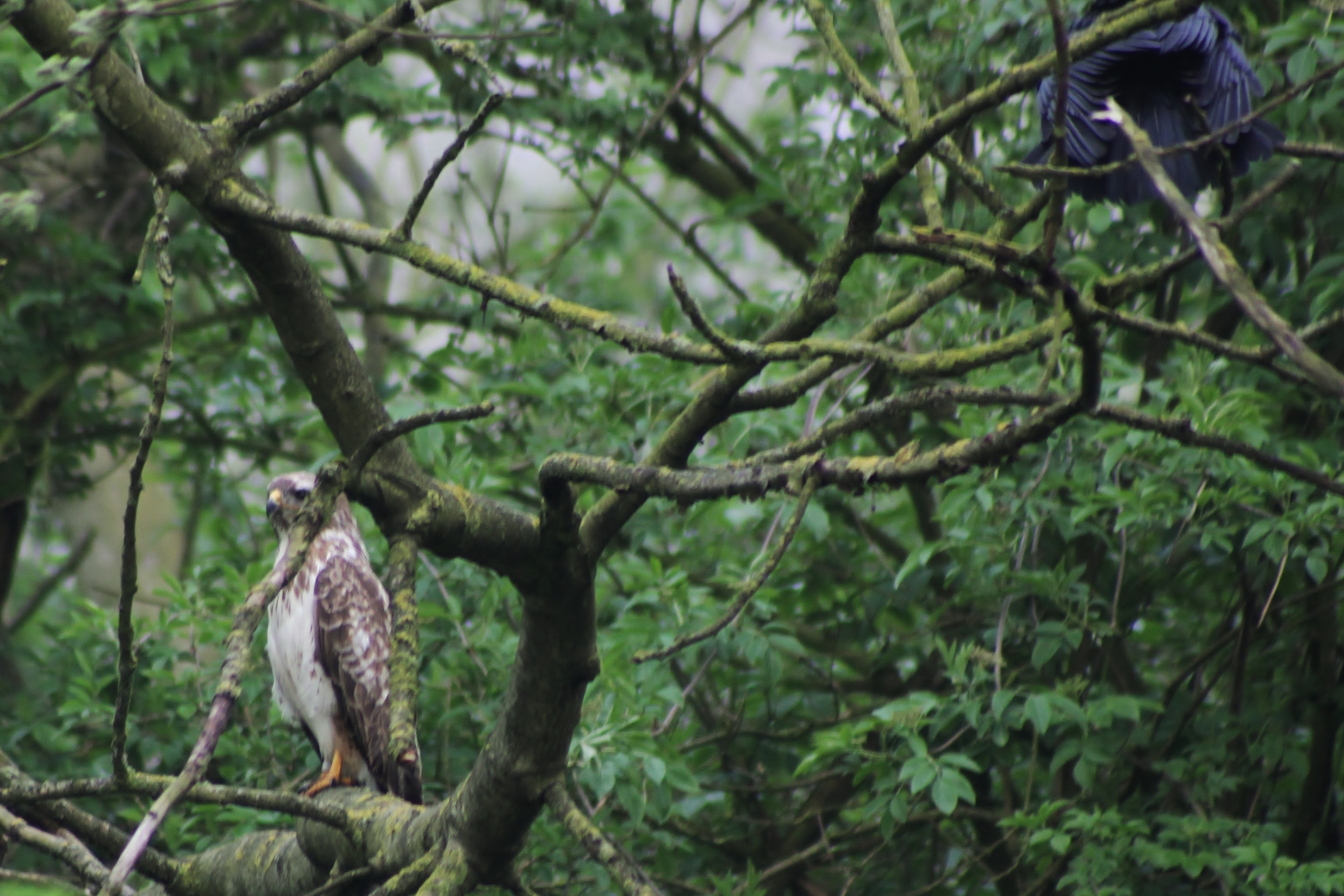 kraai in de aanval (1)