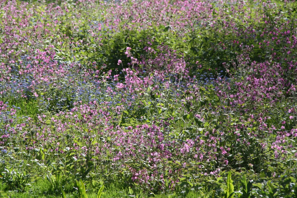 Roze en Paars