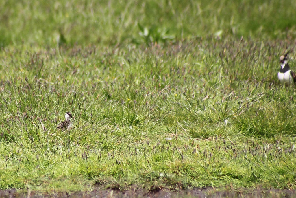 Kievit + Kievitje