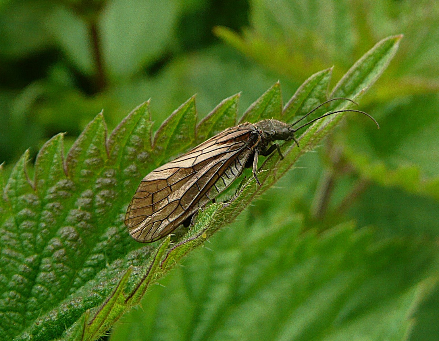 Elzenvlieg, slijkvlieg