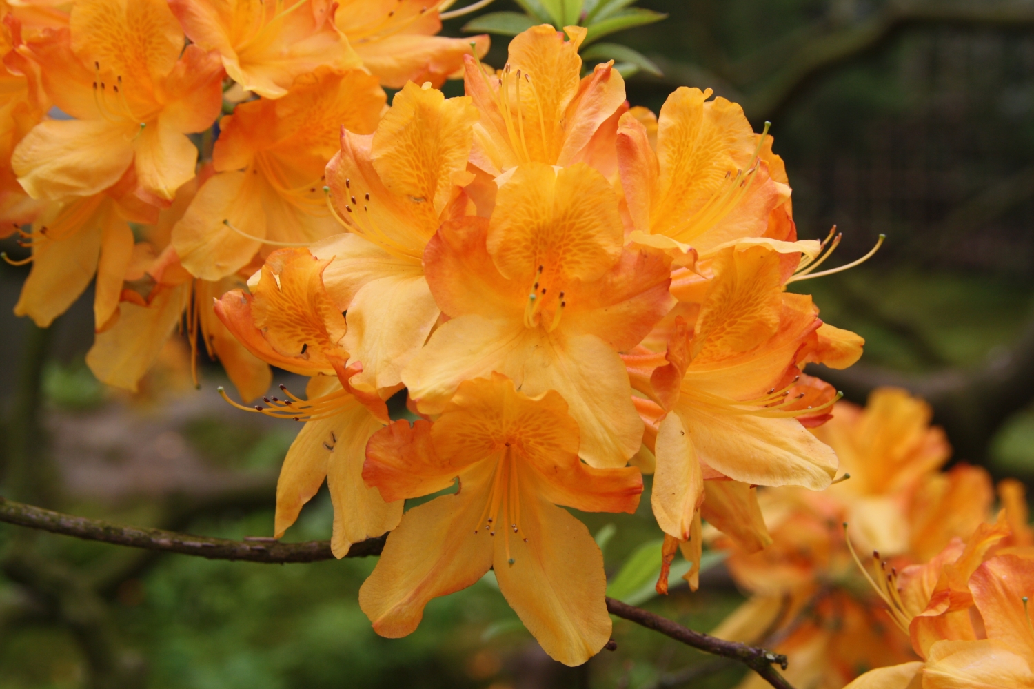 Oranje bloesem close up