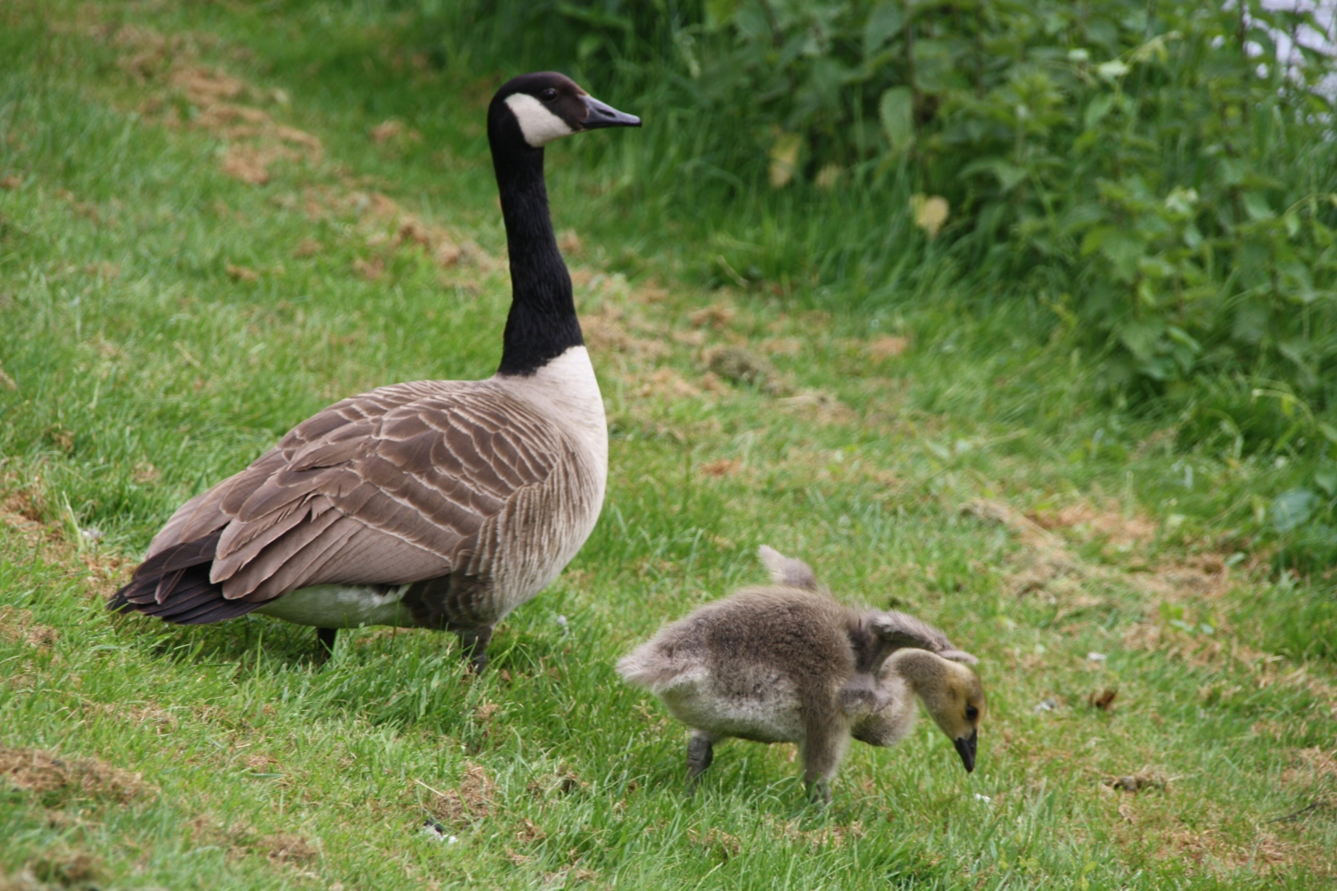 Moeder gans met kleintje