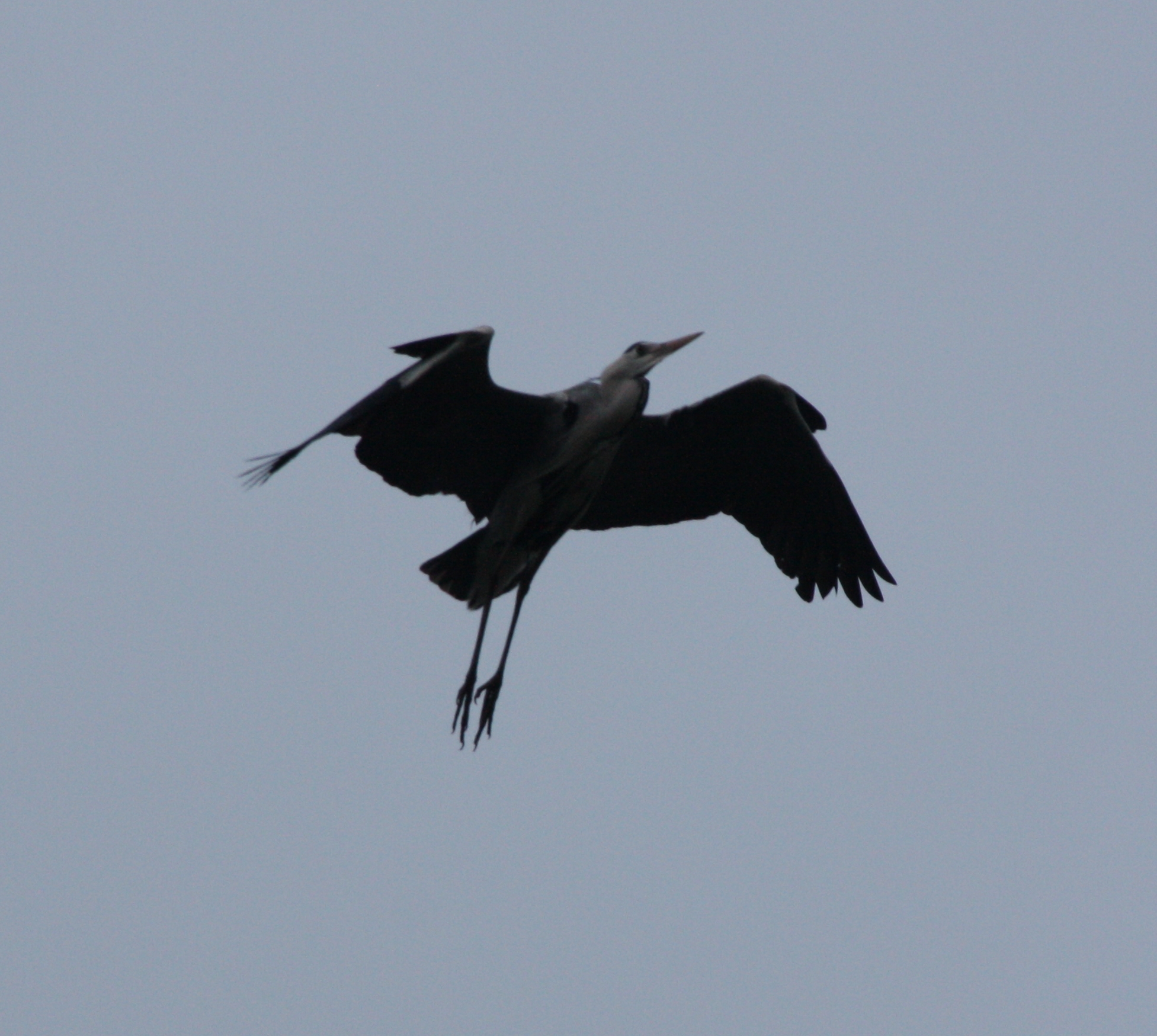 Reiger