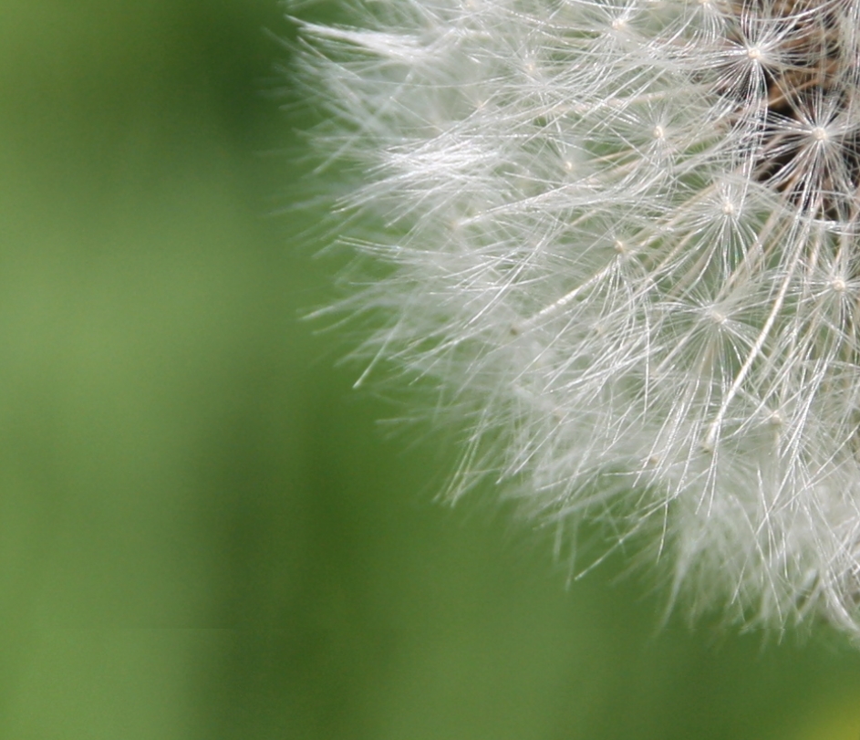 Paardenbloem