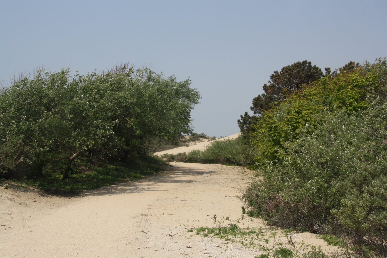 Duinen