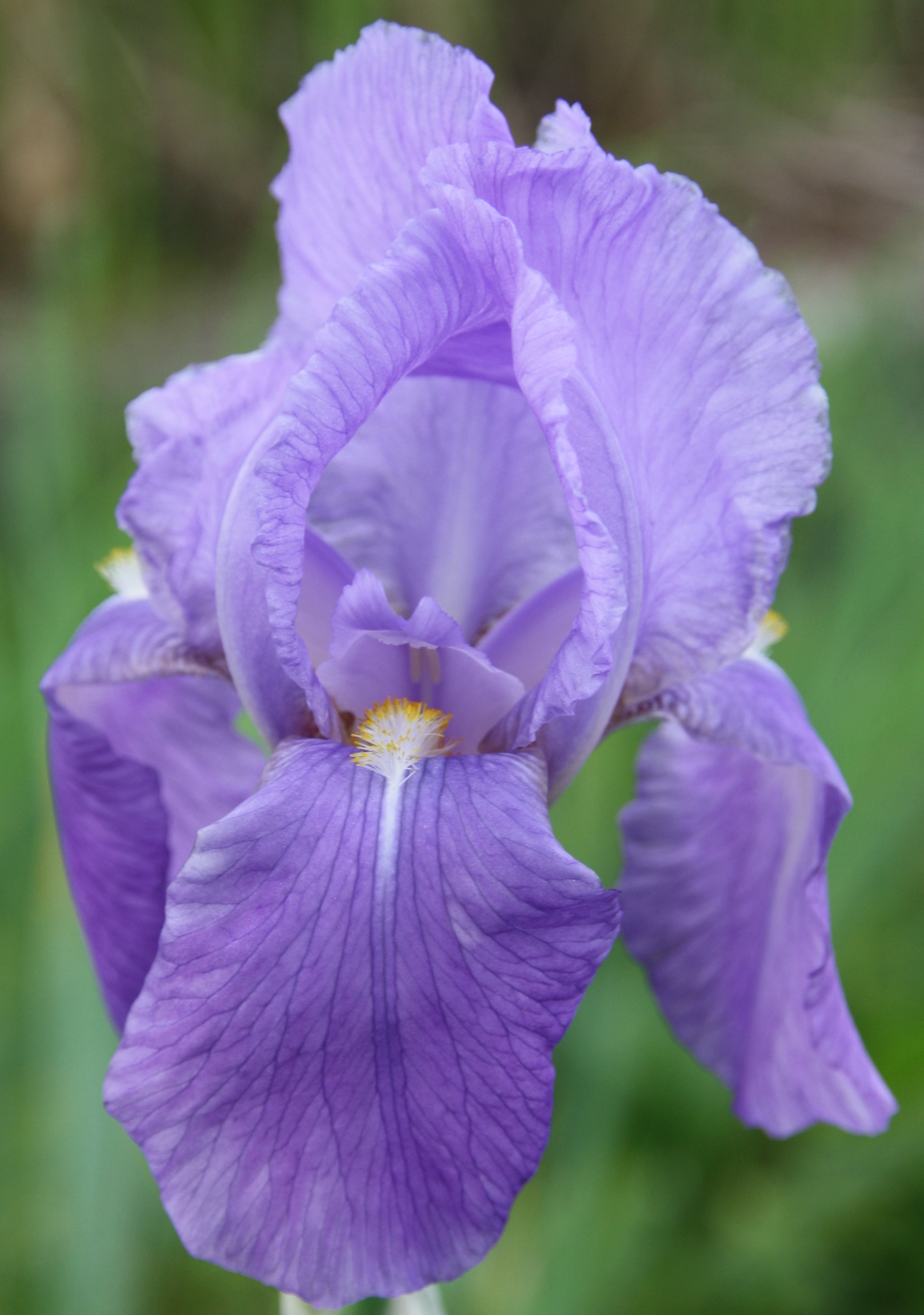 Iris