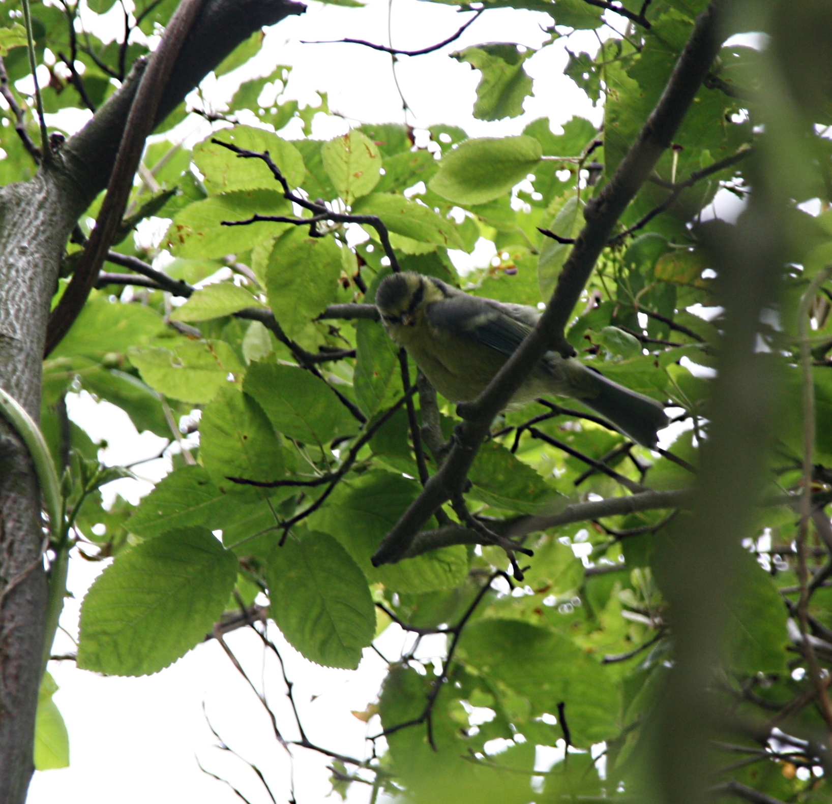 vink
