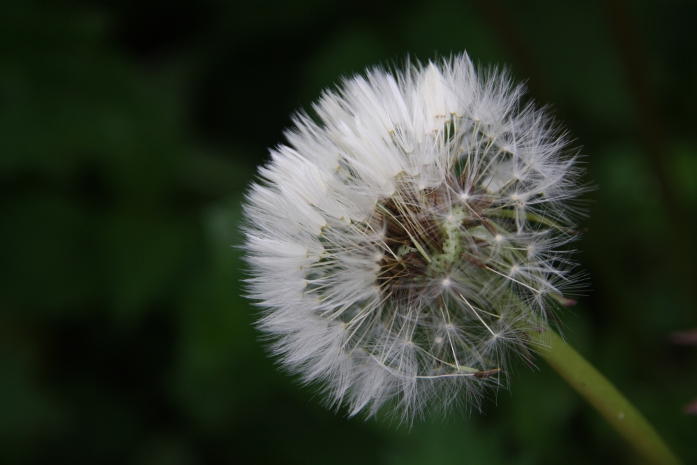 Pluis