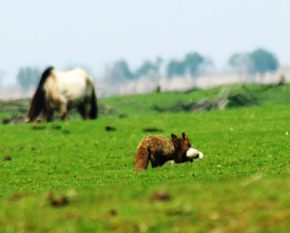 Vos op weg naar een rustige plek