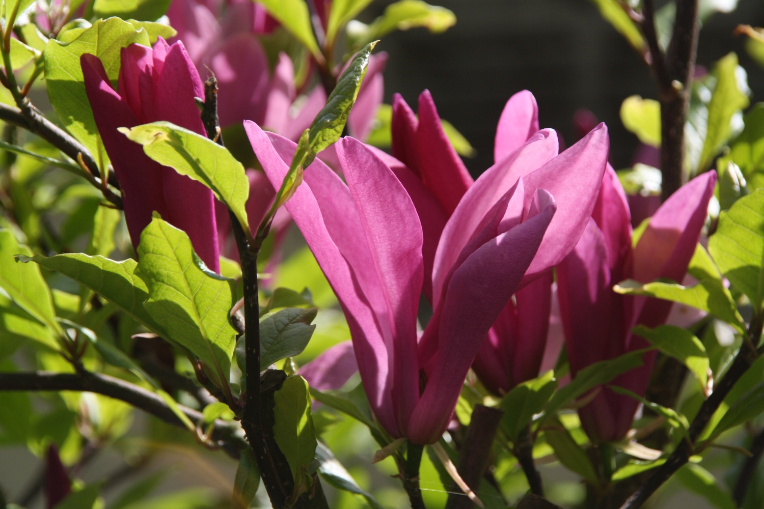 Magnolias