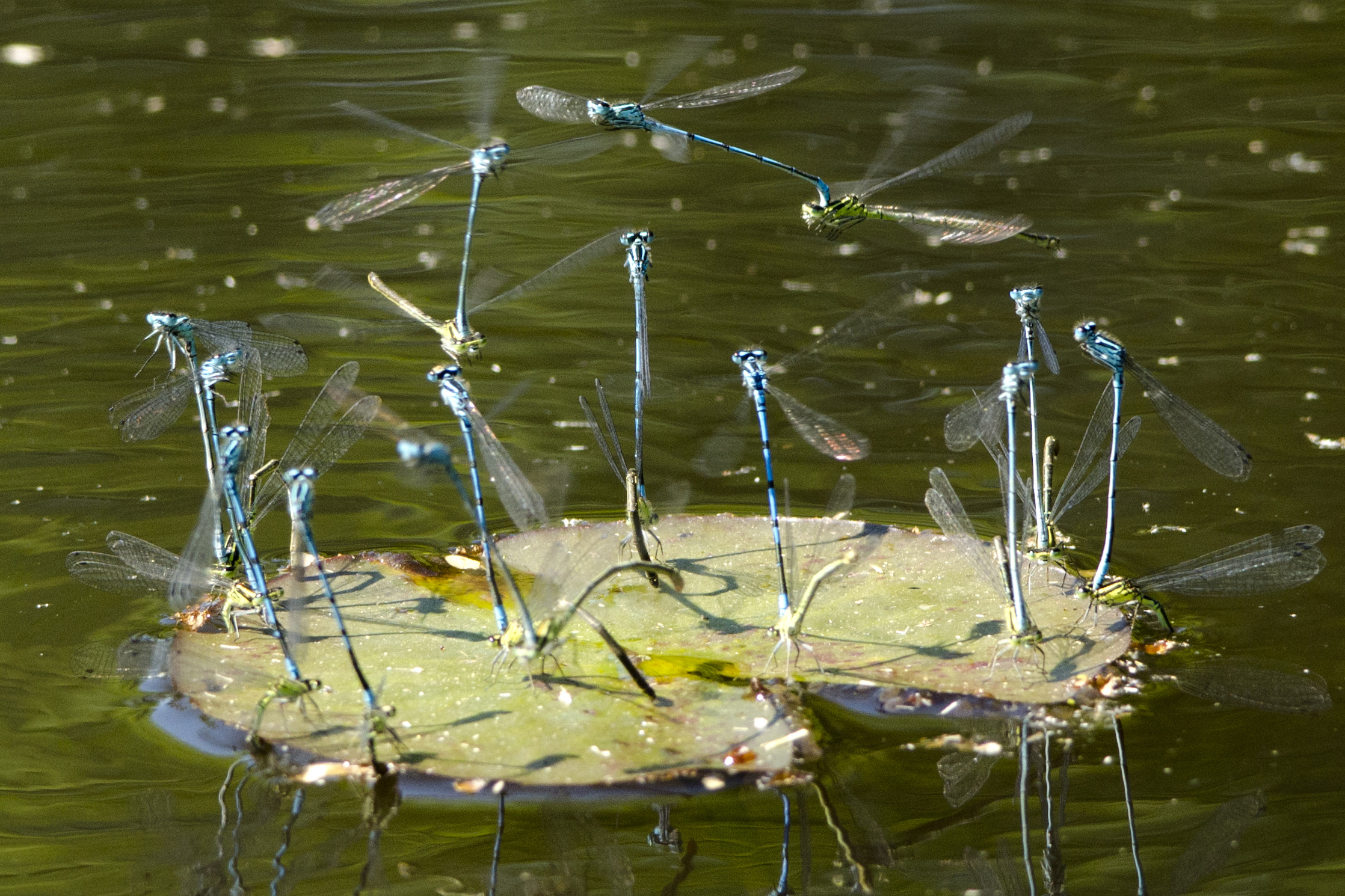 Orgie van waterjuffers