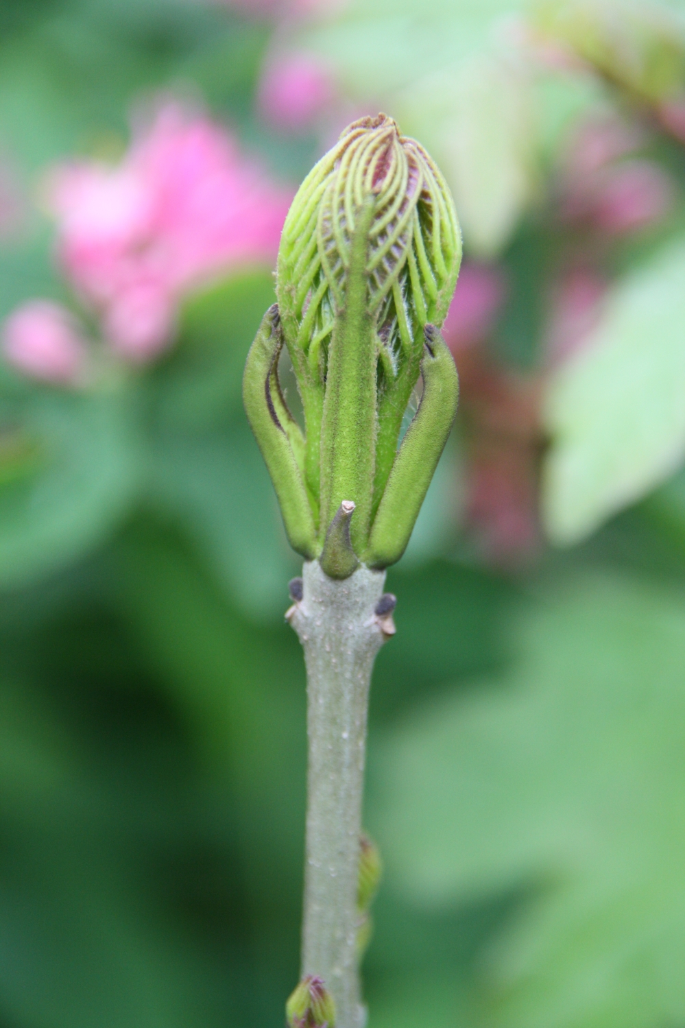 In de knop