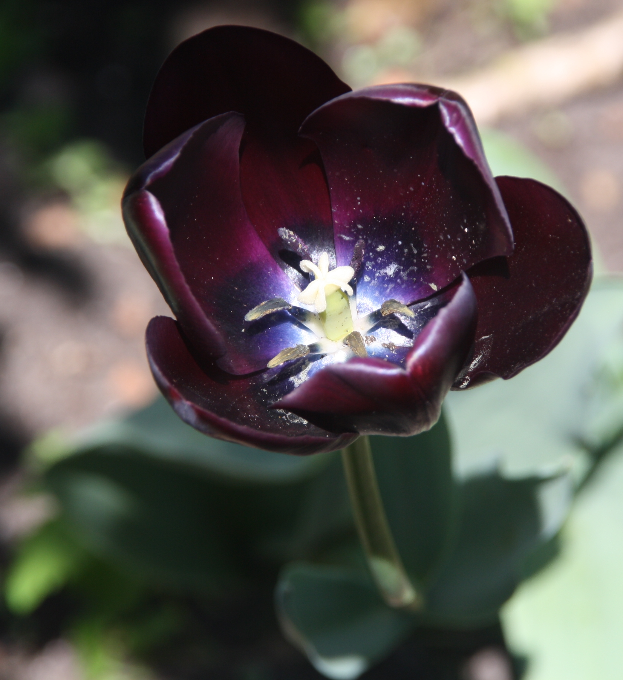 Tulp