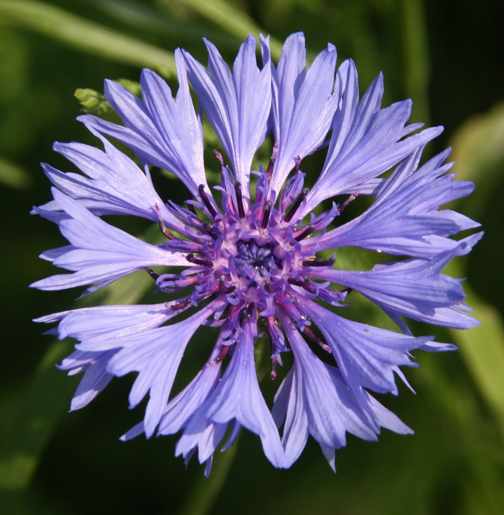Korenbloem