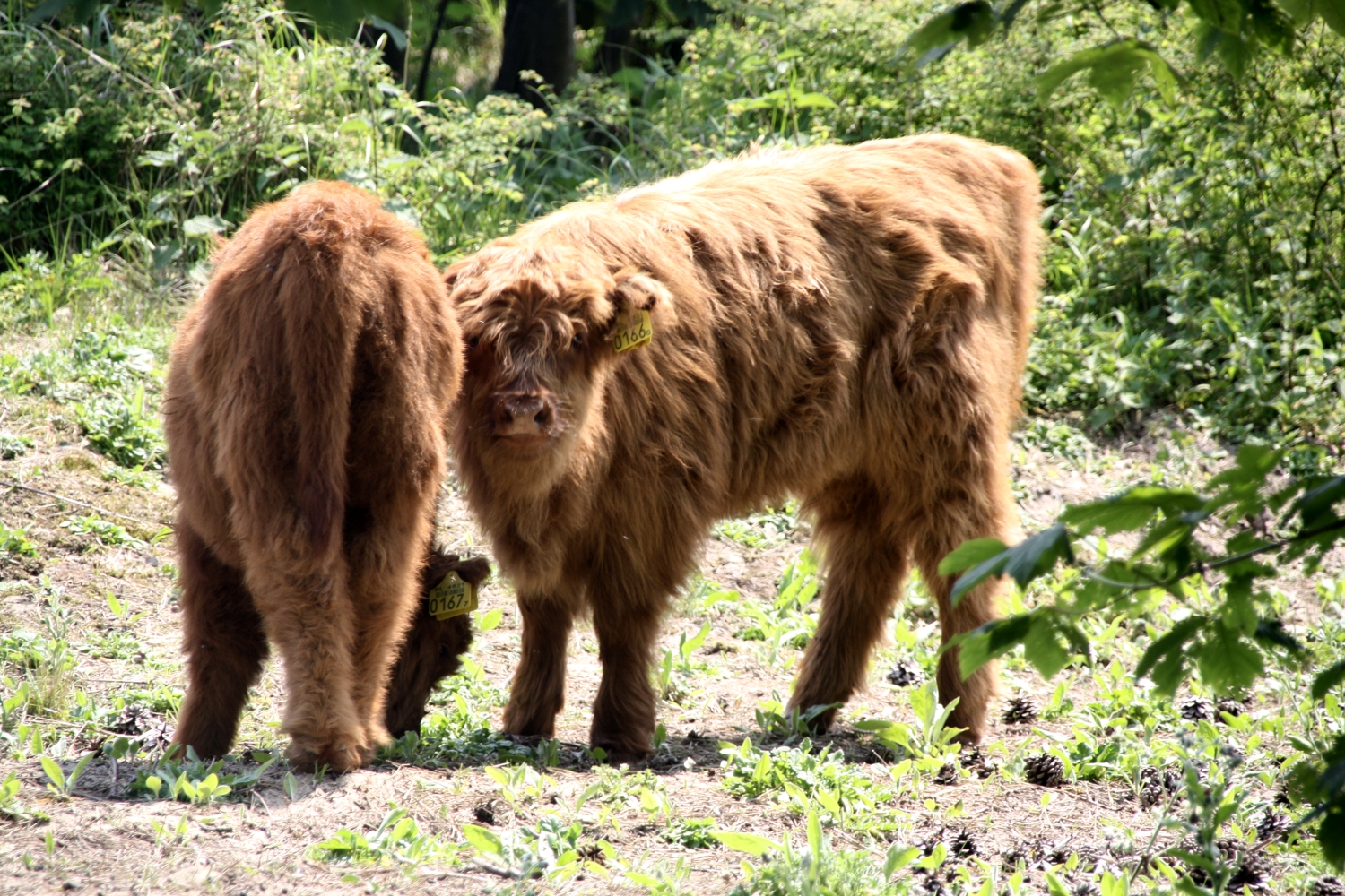 Twee kleine hooglanders