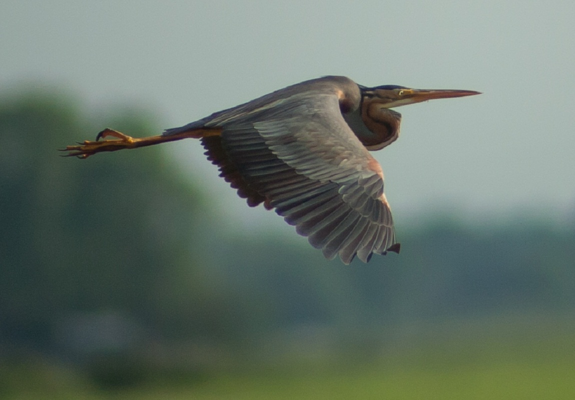 Purperreiger