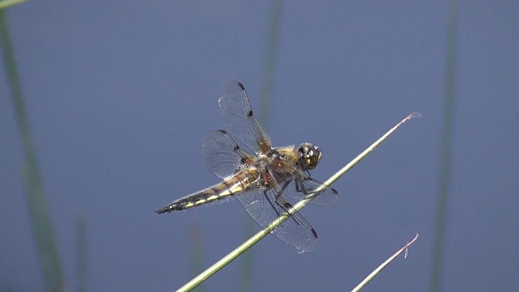 libelle