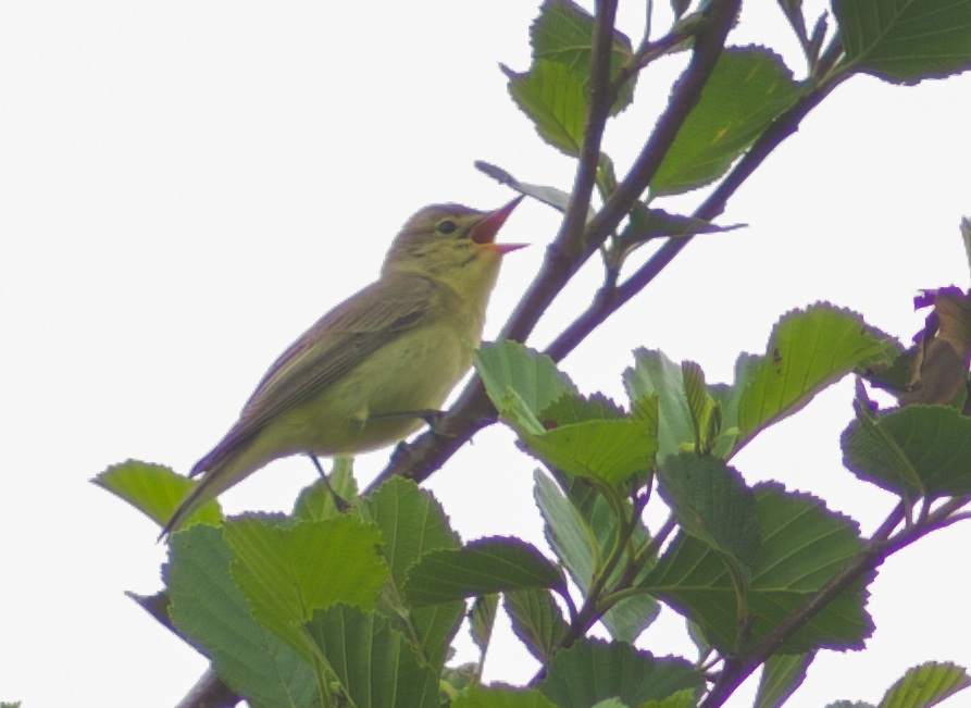 spotvogel