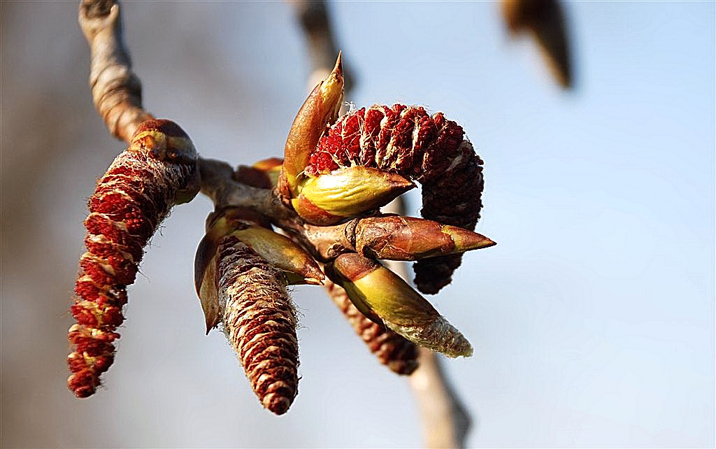 Populierenkatjes...