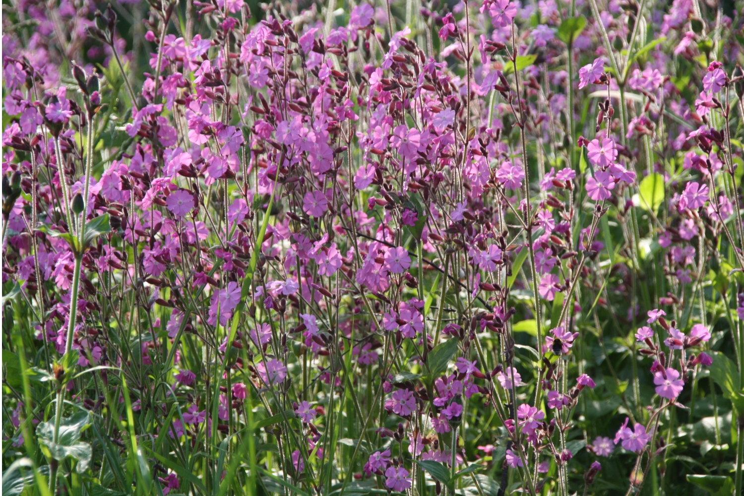 Roze veld