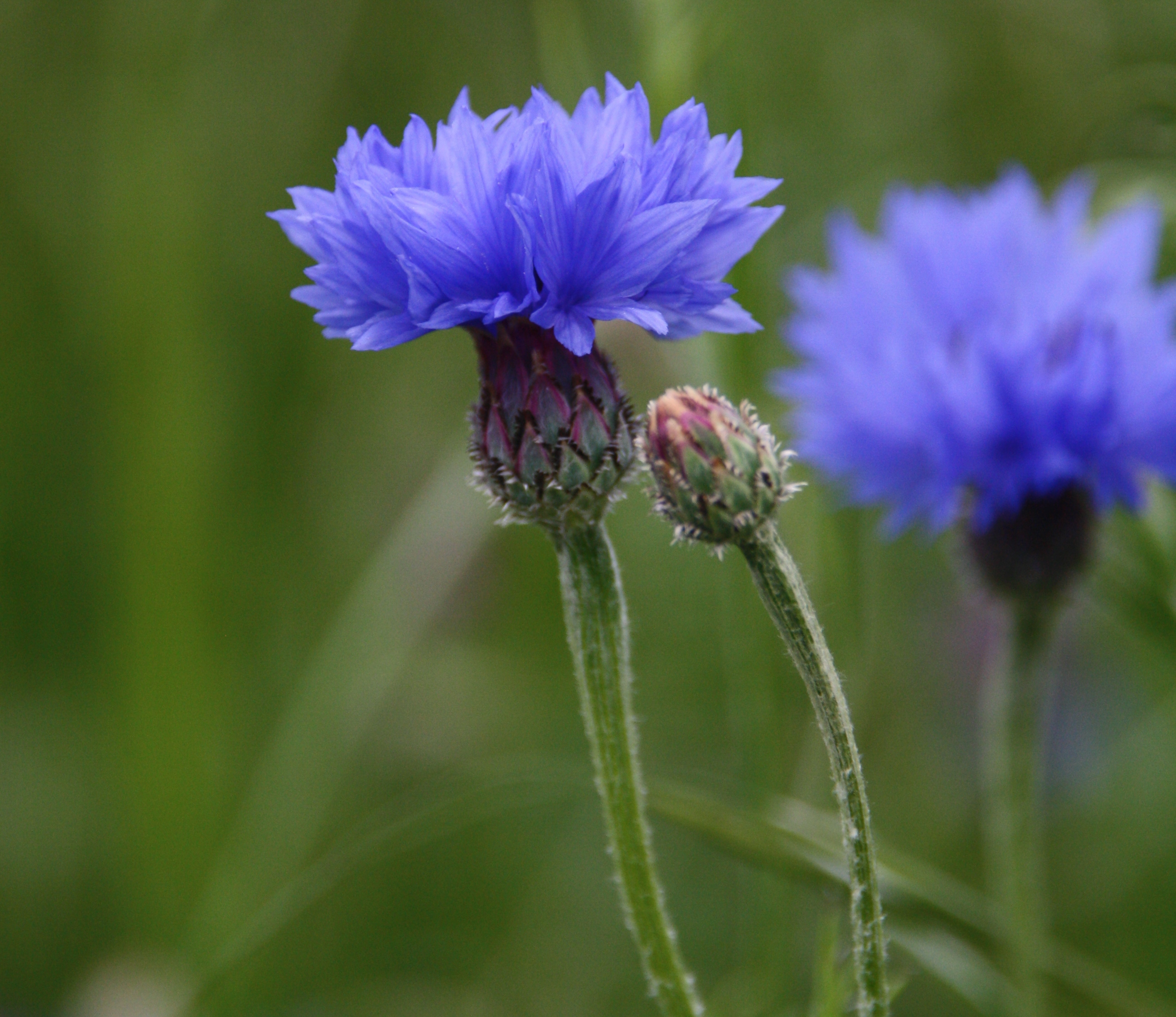 Korenbloemen