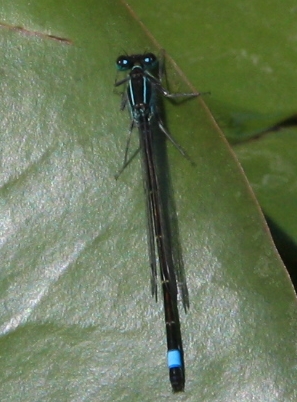 azuurblauwe waterjuffer