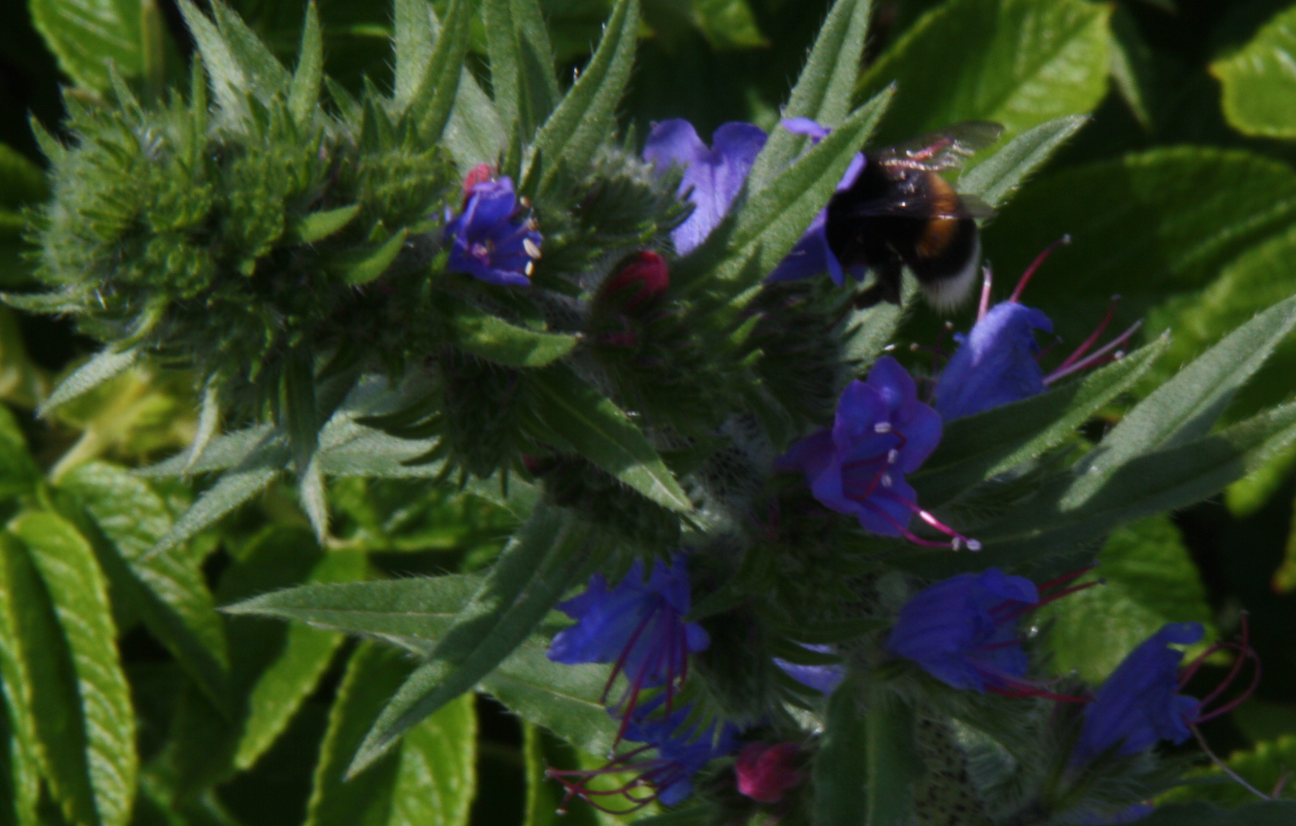 Hommel op zoek