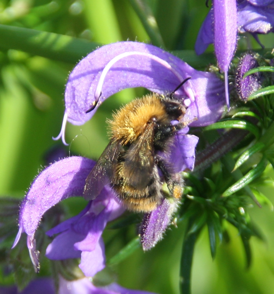 Hommel op bloem