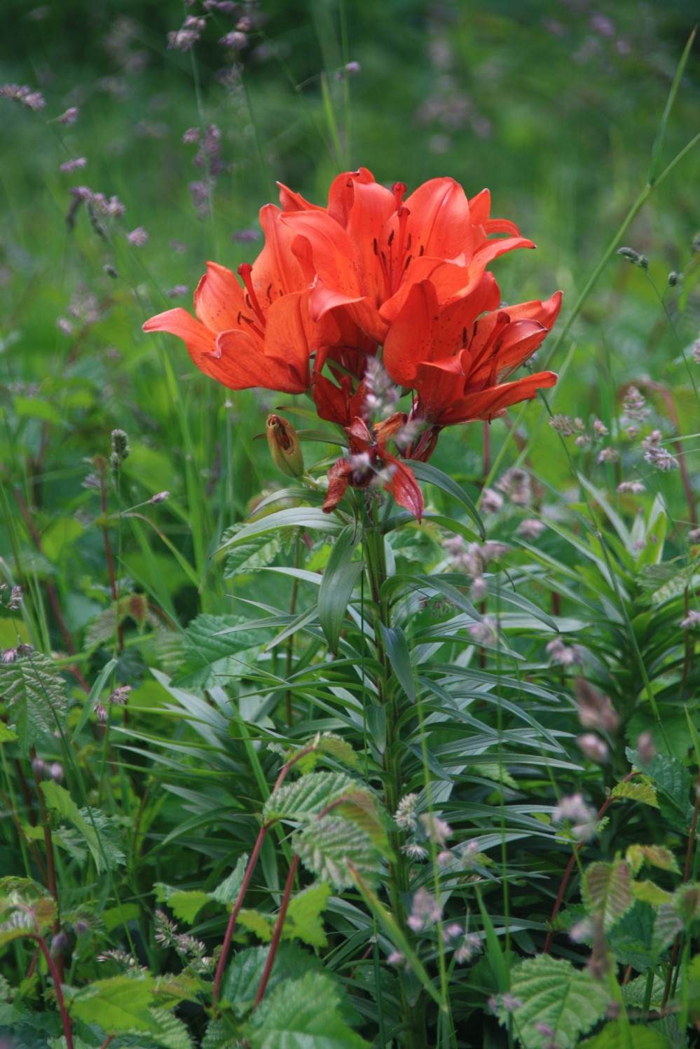 Oranje lelie in de duinen