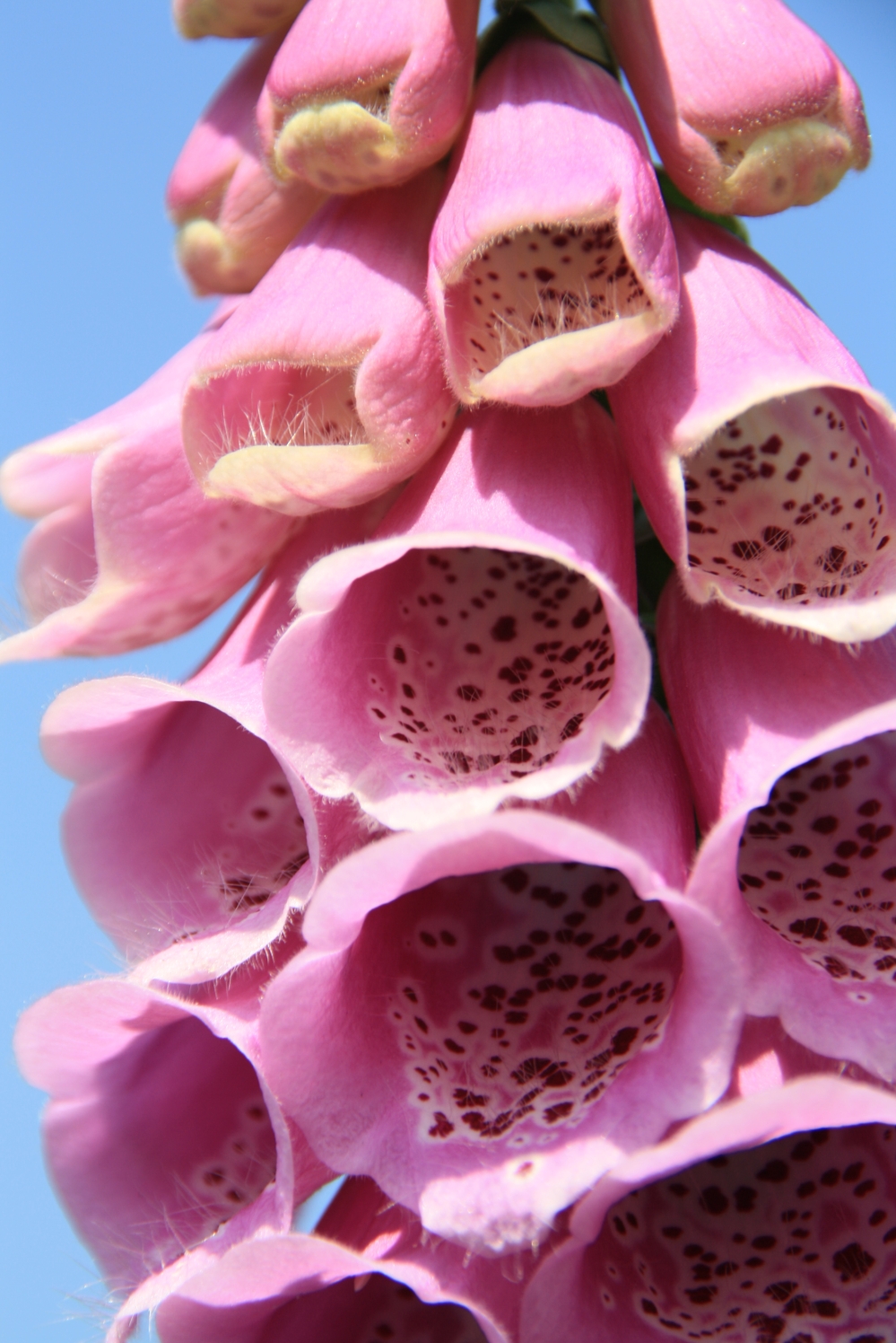 Roze vingerhoedskruid