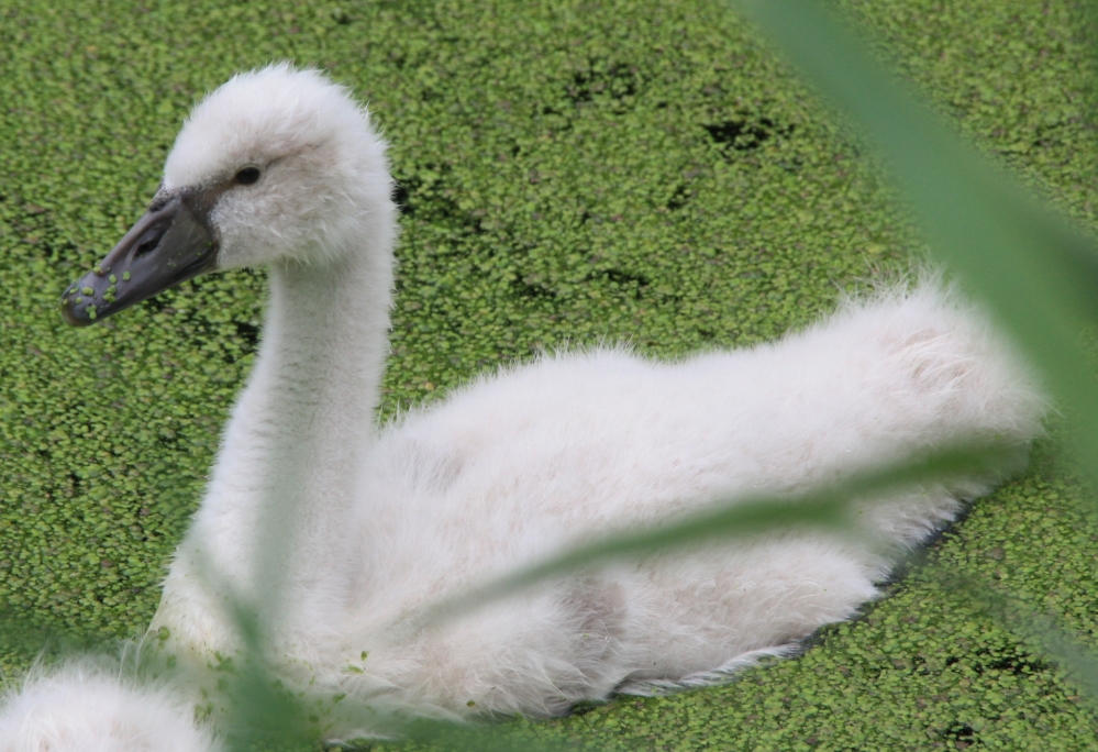 Groter zwanenjong