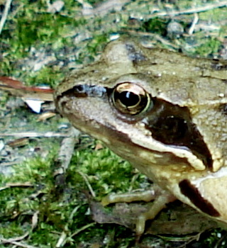 Het  heldere "oog" !