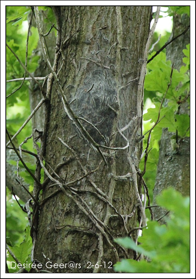 eikenprocessierupsen