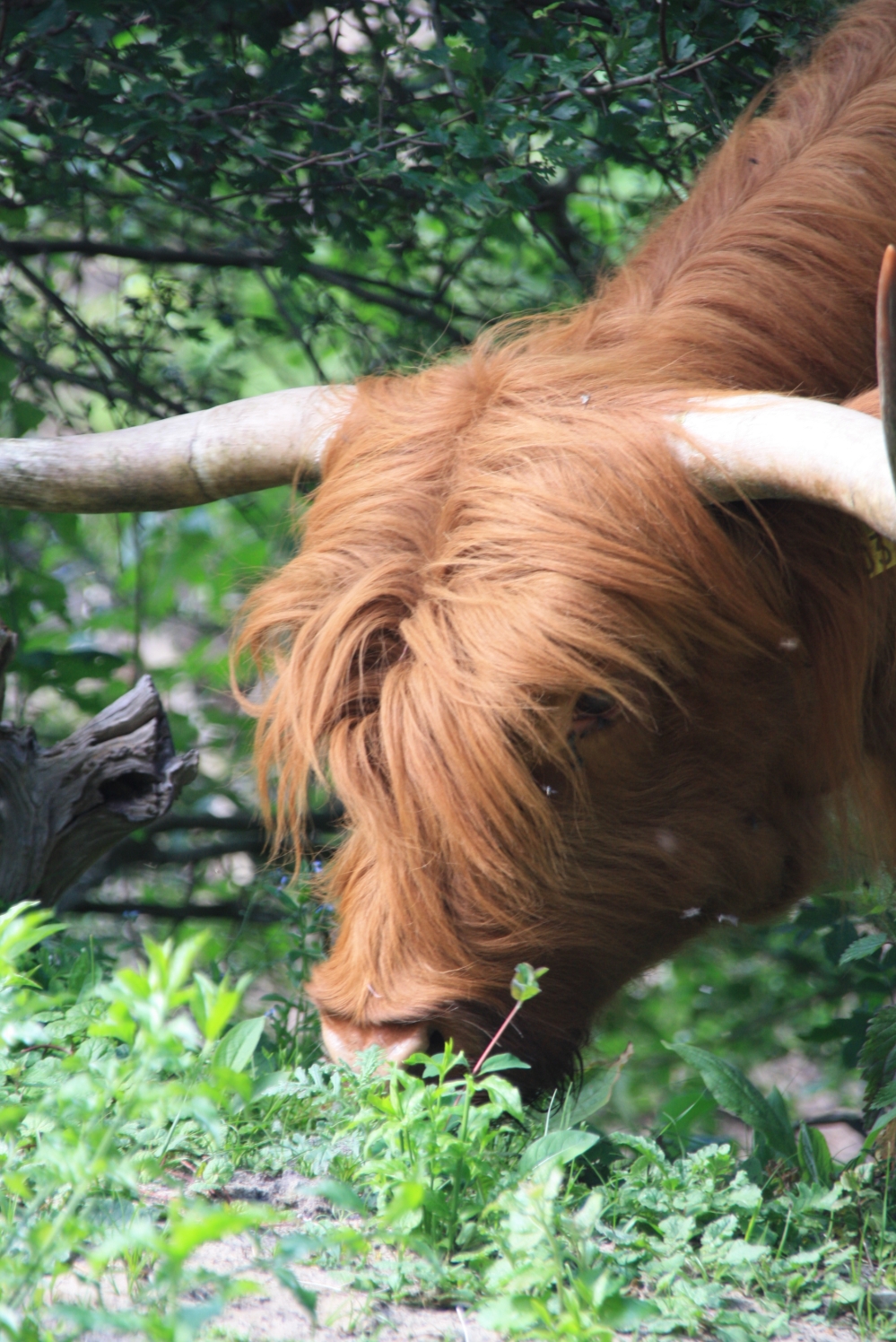 Schotse Hooglander in Duinen