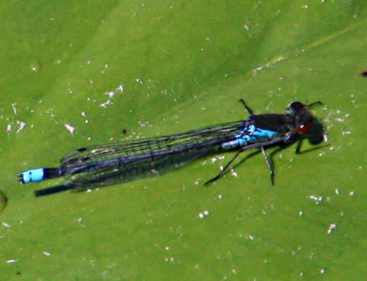 azuurblauwe waterjuffer