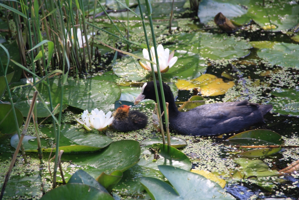 Meerkoet voedt babymeerkoet